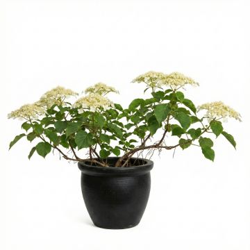 Hortensia grimpant - Hydrangea petiolaris en godet