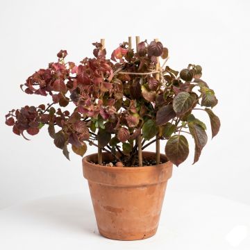 Hortensia - Hydrangea grimpant Winter Surprise