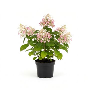 Hortensia - Hydrangea paniculata Pink Diamond