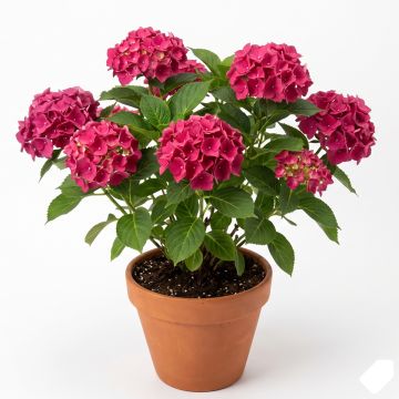 Hortensia rose