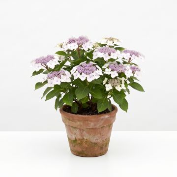 Hortensia à têtes plates blanc