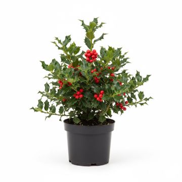 Houx commun - Ilex aquifolium en godet de 9cm