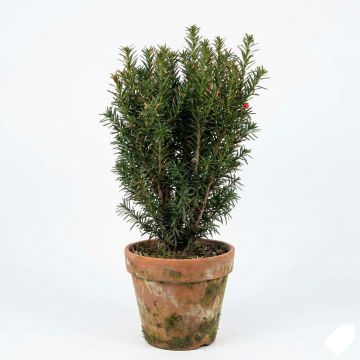 Taxus x media Hicksii - If hybride