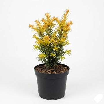 If commun - Taxus baccata Kupfergold