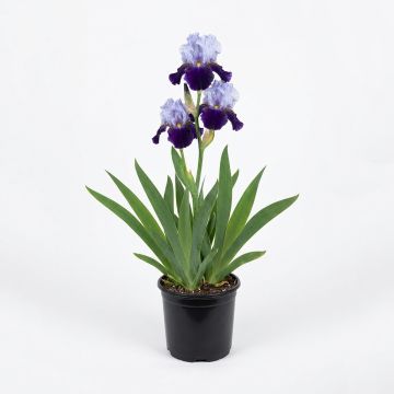 Iris germanica Night Edition Rhizome ou godet