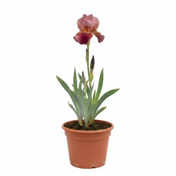 Iris Barbata-Elatior Red Orchid