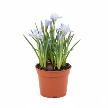 Iris pumila Azurea - Iris nain ou Iris de rocaille