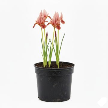 Iris pumila Volts - Iris nain ou de rocaille