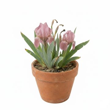 Iris pumila Volts - Iris nain ou de rocaille