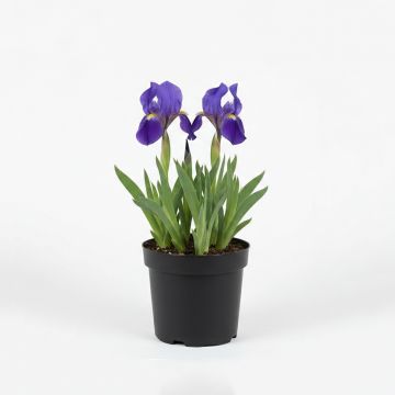 Iris pumila Brannigan - Iris nain ou de rocaille