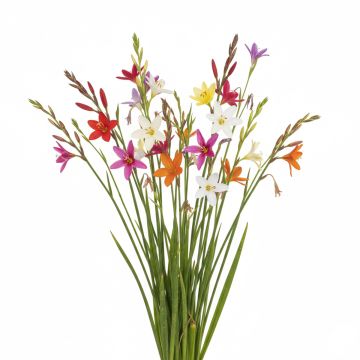 Ixia hybride en mélange - Lis des blés variés.
