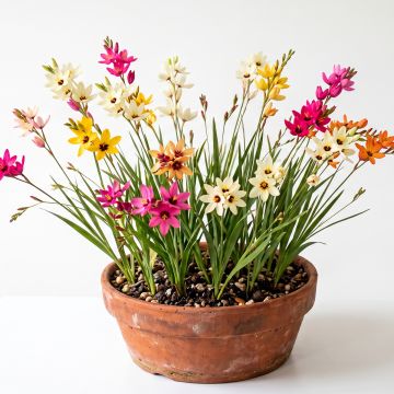 Ixia en mélange