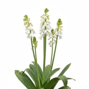 Jacinthe du Cap - Galtonia candicans