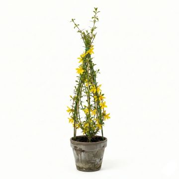 Jasmin d’hiver jaune