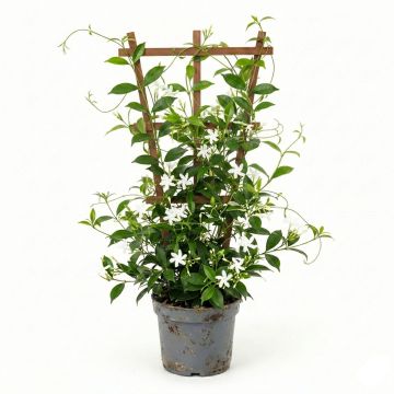 Jasmin étoilé - Trachelospermum jasminoides en godet