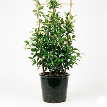 Jasmin étoilé jaune