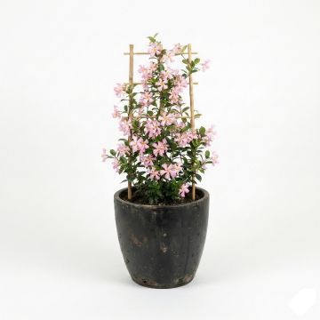 Jasmin étoilé rose