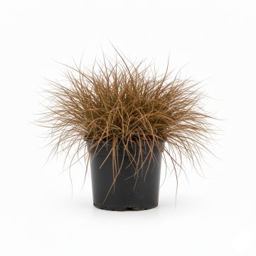 Carex comans - Laîche de Nouvelle-Zélande