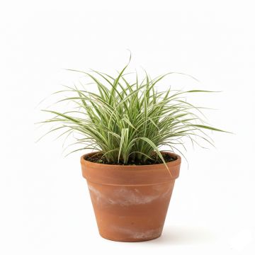 Laîche du Japon panachée