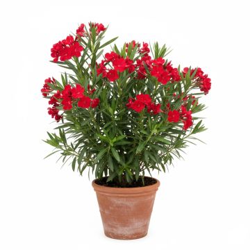 Laurier rose - Nerium oleander Saumon