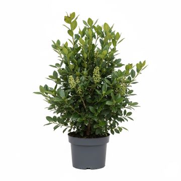 Laurier cerise - Prunus laurocerasus Rotundifolia en godet de 9cm