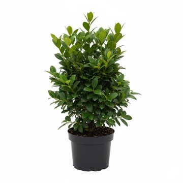 Laurier cerise compact