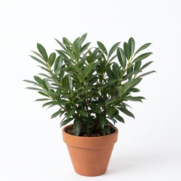 Laurier palme
