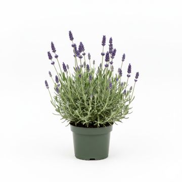 Lavande hybride, Lavandin - Lavandula intermedia Grosso