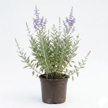 Perovskia atri. Blue Spire en godet 9 cm