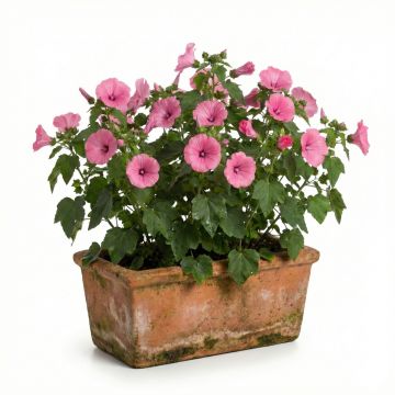 Graines de lavatère annuelle Loveliness en mélange