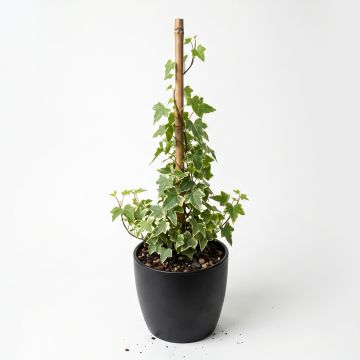 Lierre panaché crème à petites feuilles