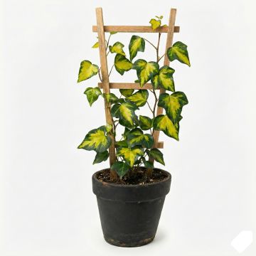 Lierre commun vert panaché de jaune