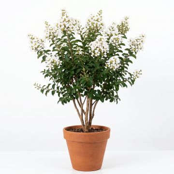 Lilas des Indes blanc