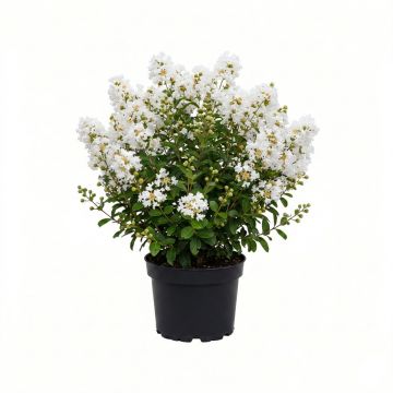 Lilas des Indes - Lagerstroemia indica Virgin With Love