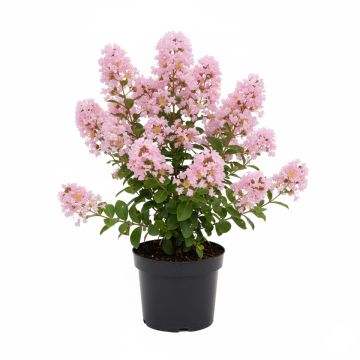 Lilas des Indes - Lagerstroemia indica Babe With Love
