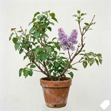Lilas commun - Syringa vulgaris Znamya Lenina