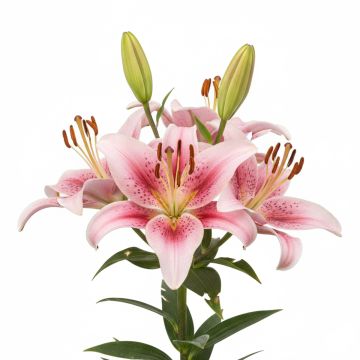 Lis asiatique Navona