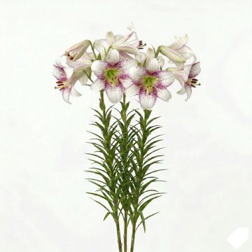 Lis longiflorum Snow Queen - Lis à longues fleurs 
