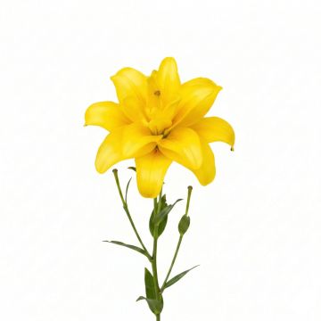 Lis hybride double jaune