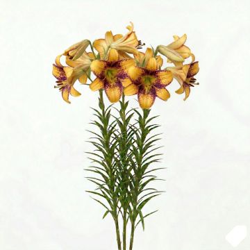 Lis hybride jaune et pourpre