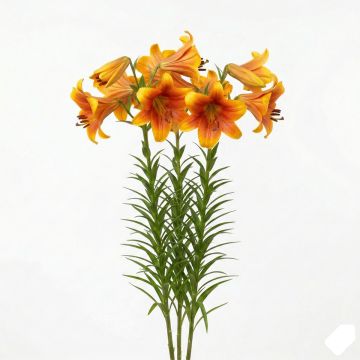 Lis longiflorum African Queen