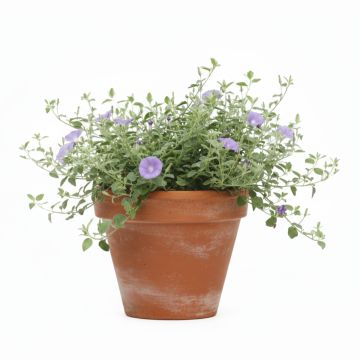 Convolvulus sabatius, Liseron