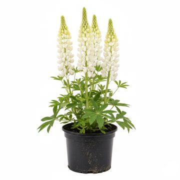 Lupin Gallery White
