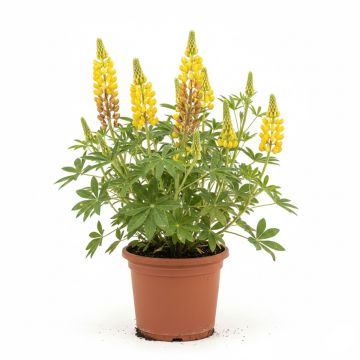 Lupin Gallery Yellow - Lupin hybride.