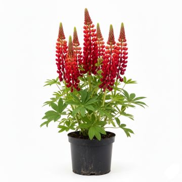 Lupin de Russel My Castle - Lupinus (x) Russellii