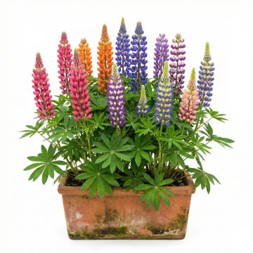 Lupins