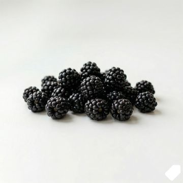 Mûre sans épines Dirksen Thornless