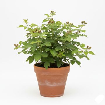 Mûrier Triple Crown - Rubus fruticosus