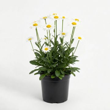 Leucanthemum vulgare - Marguerite commune.