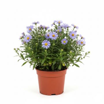 Aster dumosus Lady In Blue